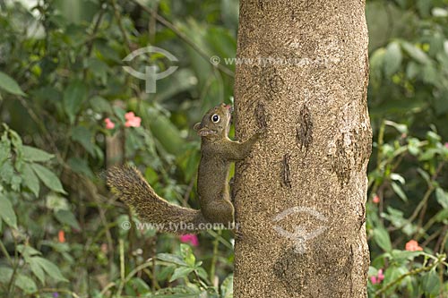  Subject: Brazilian Squirrel (Scirus aestuans ingrami) in the Atlantic Forest region at the Apa da Serrinha do Alambari (Environmental Protection Area of the Serrinha do Alambari)  / Place:  Resende city - Rio de Janeiro state - Brazil  / Date: 08/20 