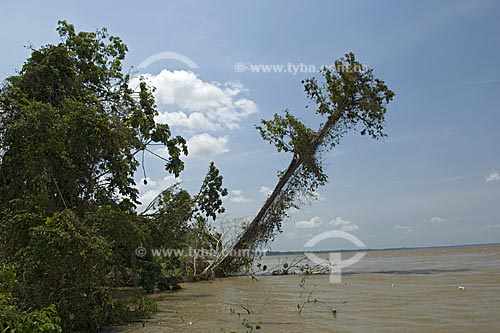  Subject: Erosion of the river bank at the right border of the Amazonas river  / Place:  Itacoatiara city - Amazonas state - Brazil  / Date: 11/2007 