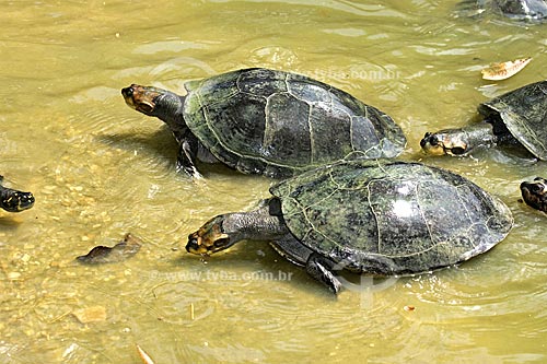  Subject: Arrau river turtle (Podocnemis expansa) in the Amazon Forest of the INPA (National Institute of Amazonian Research)  / Place:  Manaus city - Amazonas state - Brazil  / Date: 11/2007 