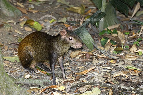  Subject: Azaras Agouti (Dasyprocta azarae) in the Amazon Forest of the INPA (National Institute of Amazonian Research)  / Place:  Manaus city - Amazonas state - Brazil  / Date: 11/2007 