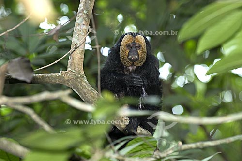  Subject: Male golden-faced saki monkey (Pithecia pithecia chrysocephala) in the Amazon Forest of the INPA (National Institute of Amazonian Research)  / Place:  Manaus city - Amazonas state - Brazil  / Date: 11/2007 