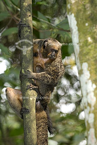  Subject: Female golden-faced saki monkey (Pithecia pithecia chrysocephala) in the Amazon Forest of the INPA (National Institute of Amazonian Research)  / Place:  Manaus city - Amazonas state - Brazil  / Date: 11/2007 