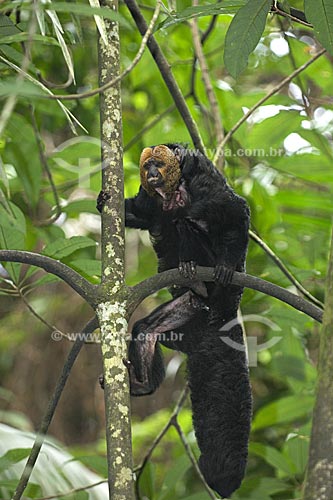  Subject: Male golden-faced saki monkey (Pithecia pithecia chrysocephala) in the Amazon Forest of the INPA (National Institute of Amazonian Research)  / Place:  Manaus city - Amazonas state - Brazil  / Date: 11/2007 