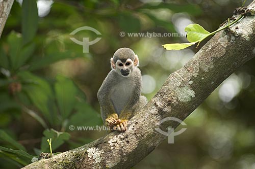  Subject: Common Squirrel Monkey (Saimiri sciureus) in the Amazon Forest  / Place:  Manaus city - Amazonas state - Brazil  / Date: 11/2007 