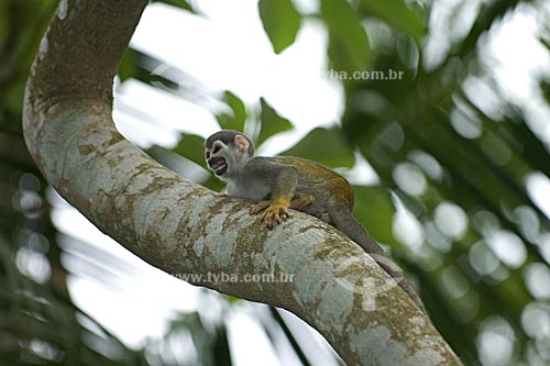  Subject: Common Squirrel Monkey (Saimiri sciureus) in the Amazon Forest  / Place:  Manaus city - Amazonas state - Brazil  / Date: 11/2007 