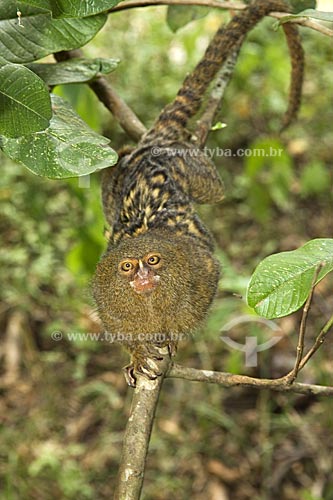  Subject: Pygmy Marmoset (Cebuella pygmaea) in the Amazon Forest  / Place:  Acre state - Brazil  / Date: 11/2007 
