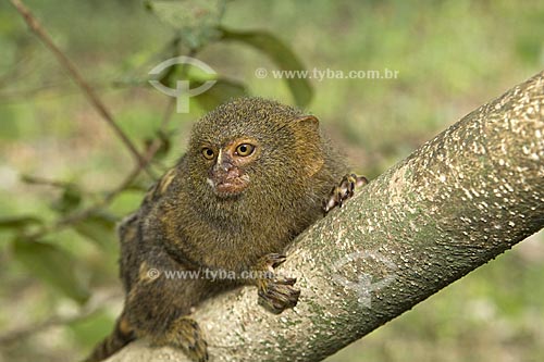 Subject: Pygmy Marmoset (Cebuella pygmaea) in the Amazon Forest  / Place:  Acre state - Brazil  / Date: 11/2007 