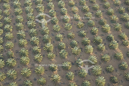  Subject: Plantation of date-palm trees (Phoenix dactylifera) in the desert / Place: Al Ain City - Abu Dhabi State - United Arab Emirates / Date: January 2009 