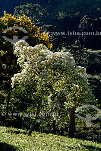  Subject: Trees at the Aguas Claras Farm  / Place:  Visconde de Maua city - Rio de Janeiro state - Brazil  / Date: 05/2009 