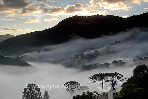  Subject: Mist covering araucaria trees in the Mantiqueira ridge  / Place:  Fragaria city - Minas Gerais state - Brazil  / Date: 05/2009 