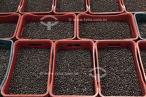  Subject: Acai for export / Place: Belem city - Para state - Brazil / Date: 01/11/2009 