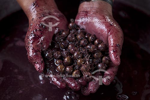 Subject: Detail of hands holding acai seeds / Place: Abaetetuba village - Para state - Brazil / Date: 01/11/2009 
