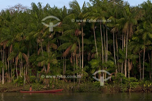  Subject: Acai palm trees / Place: Abaetetuba village - Para state - Brazil / Date: 01/11/2009 