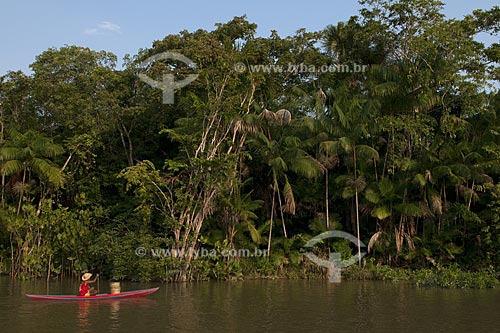  Subject: Acai palm trees / Place: Abaetetuba village - Para state - Brazil / Date: 01/11/2009 