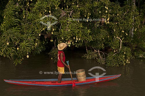  Subject: Harvesting mangoes on the riverbank / Place: Abaetetuba village - Para state - Brazil / Date: 01/11/2009 