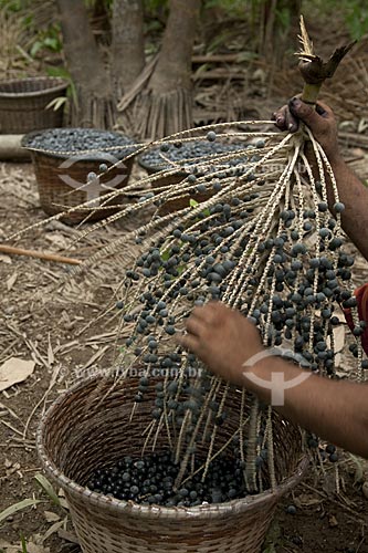  Subject: Acai harvesting / Place: Abaetetuba village - Para state - Brazil / Date: 01/11/2009 