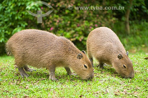  Subject: Capybara (Hidrochoerus hidrochaeris), the biggest rodent in the world  / Place:  Blumenau city - Santa Catarina state - Brazil  / Date: 06/2009 