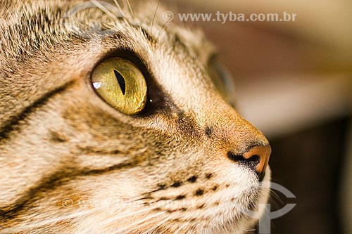  Subject: House cat (Felis silvestris catus)  / Place:  Florianopolis city - Santa Catarina state - Brazil  / Date: 12/2009 