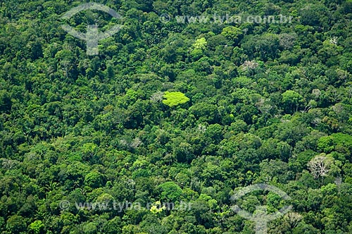  Subject: Amazon Rainforest at the south of Nova Olinda do Norte city  / Place:  Amazonas state - Brazil  / Date: 11/2007 