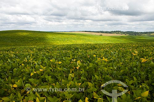  Subject: Soybean plantation / Place: Dionisio Cerqueira - Santa Catarina state - Brazil / Date: 02/2010 