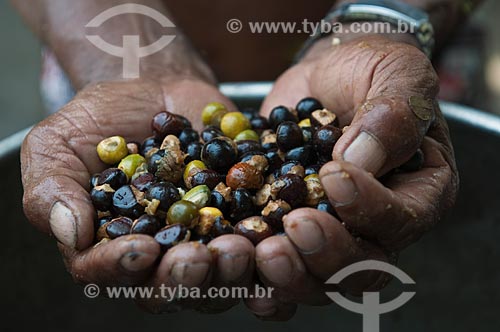  Subject: Hands holding guarana seeds / Place: Parintins city - Amazonas state - Brazil / Date: 15/10/2009 