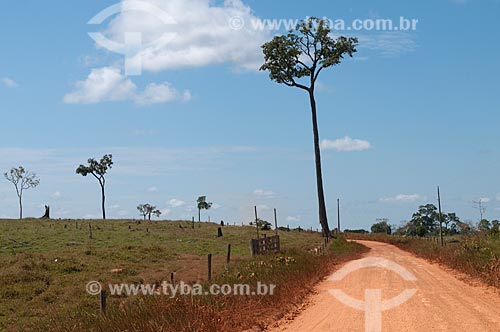  Subject: Brazilian nuts tree still alive after deforestation  / Place: Xapuri city - Acre state - Brazil / Date: 15/07/2009 