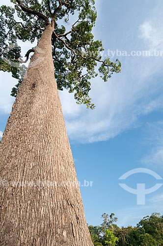 Subject: Brazil nut tree  / Place: Xapuri city - Acre state - Brazil / Date: 15/07/2009 