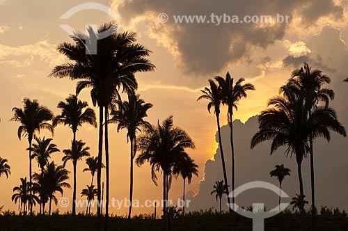  Subject: Babassu palm fields / Place: Juverandia city - Tocantins state - Brazil / Date: 20/11/2009 