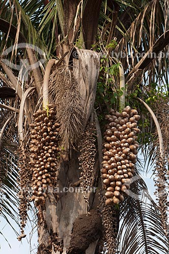  Subject: Bunch of Babassu / Place: Juverandia city - Tocantins state - Brazil / Date: 20/11/2009 