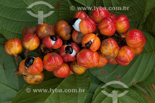  Subject: Harvesting of guarana ( Paullinia cupana) / Place: Parintins city - Amazonas state - Brazil / Date: 15/10/2009 