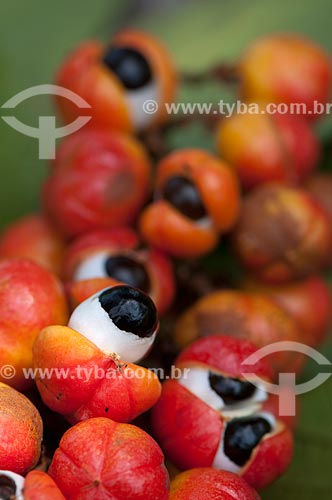  Subject: Harvesting of guarana ( Paullinia cupana) / Place: Parintins city - Amazonas state - Brazil / Date: 15/10/2009 