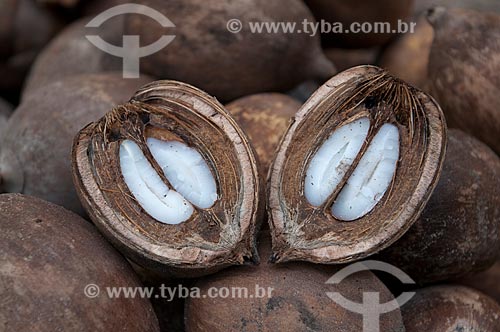  Subject: Babassu fruit / Place: Juverandia village - Tocantins state - Brazil / Date: 20/11/2009 