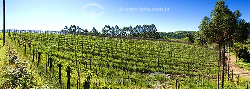  Subject: Grape plantation for wine production in Ametista do Sul  / Place:  Ametista do Sul city - Rio Grande do Sul state - Brazil  / Date: Setembro de 2009 