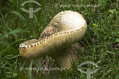  Subject: Fresh mushroom on the grass  / Place:  Niteroi city - Rio de Janeiro state - Brazil  / Date: Dezembro de 2009 