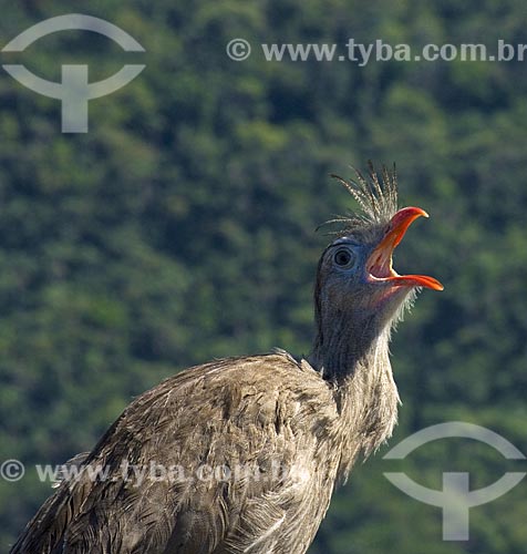  Subject: Seriema (Cariama cristata). Domesticated bird that reaches 80 inches tall  / Place:  Niteroi city - Rio de Janeiro state - Brazil  / Date: Setembro de 2009 