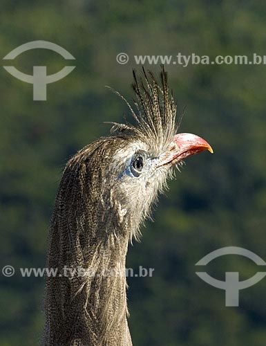  Subject: Seriema (Cariama cristata). Domesticated bird that reaches 80 inches tall  / Place:  Niteroi city - Rio de Janeiro state - Brazil  / Date: Setembro de 2009 