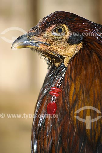  Subject: Bisexual Gallinaceous: with the characteristics of a cock and a hen - mascot of Festa Farroupilha / Place:  Ametista do Sul city - Rio Grande do Sul state - Brazil  / Date: Setembro de 2009 