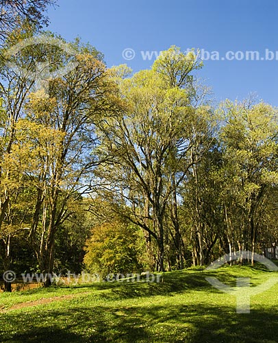  Subject: Riparian trees on the bank of the Rio do Mel (River of Honey)  / Place: Ametista do Sul city - Rio Grande do Sul state - Brazil  / Date: Setembro de 2009 