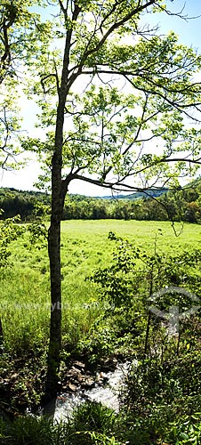  Subject: Tree near a wheat field  / Place:  Ametista do Sul city - Rio Grande do Sul state - Brazil  / Date: Setembro de 2009 