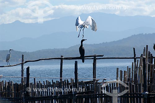  Subject: Egrets in the Guapimirim APA (Environmental Protection Area), in the Guanabara Bay  / Place:  Guapimirim city - Rio de Janeiro state - Brazil  / Date: 05/2007 