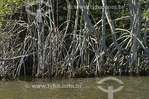  Subject: Mangrove in the Guapimirim APA (Environmental Protection Area), in the Guanabara bay  / Place:  Guapimirim city - Rio de Janeiro state - Brazil  / Date: 05/2007 