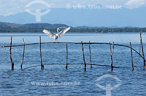  Subject: Egret in the Guapimirim APA (Environmental Protection Area), in the Guanabara Bay  / Place:  Guapimirim city - Rio de Janeiro state - Brazil  / Date: 05/2007 