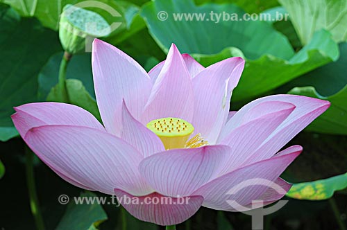  Subject: Lotus flower (Nelumbo nucifera)  / Place: Rio de Janeiro state - Brazil  / Date: 02/2009 