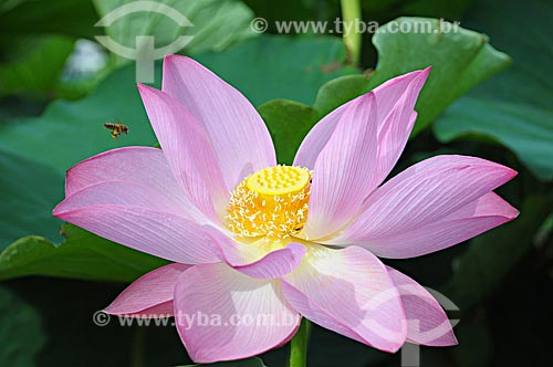  Subject: Lotus flower (Nelumbo nucifera)  / Place:  Rio de Janeiro state - Brazil  / Date: 02/2009 