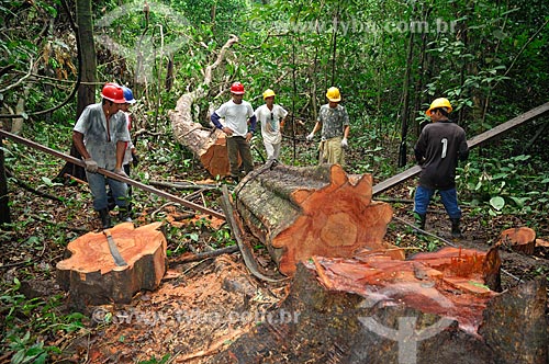  Tree being cut by workers who dragging the wood just a short distance until a portable sawmill to avoid dragging the logs with tractors a long way through the forest, and so destroying more than necessary, in the communitary management sys  - Tefe city - Brazil