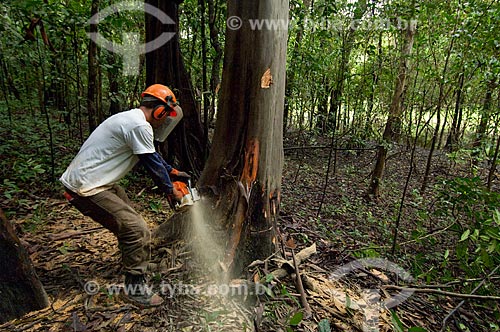  Tree being cut by workers who dragging the wood just a short distance until a portable sawmill to avoid dragging the logs with tractors a long way through the forest, and so destroying more than necessary  - Tefe city - Brazil