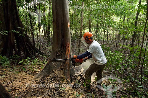  Tree being cut by workers who dragging the wood just a short distance until a portable sawmill to avoid dragging the logs with tractors a long way through the forest, and so destroying more than necessary  - Tefe city - Brazil