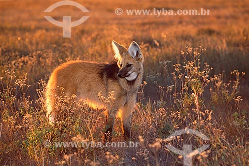  Subject: Maned Wolf (Chrysocyon brachyurus) in its natural habitat, the grasslands of the Brazilian Cerrado  / Place:  Serra da Canastra National Park - Minas Gerais State - Brazil  / Date: 07/2004 