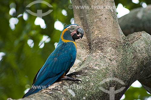  Subject: Blue-throated Macaw (Ara glaucogularis) - This is a very rare and endangered specie, with near only 100 birds in nature  / Place:  Palma Sola - Department of Beni - Bolivia  / Date: 11/2005 