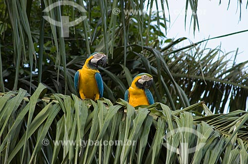  Subject: Couple of Blue-and-yellow Macaws (Ara ararauna), in a forest island  / Place:  Department of Beni - Bolivia  / Date: 11/2005 